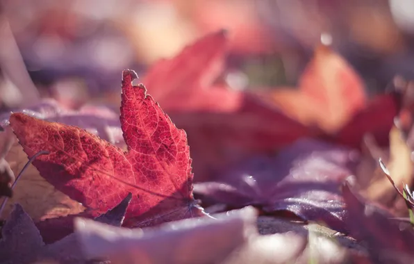 Picture autumn, macro, paint, foliage, red
