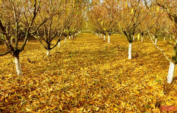 Autumn, leaves, trees, garden