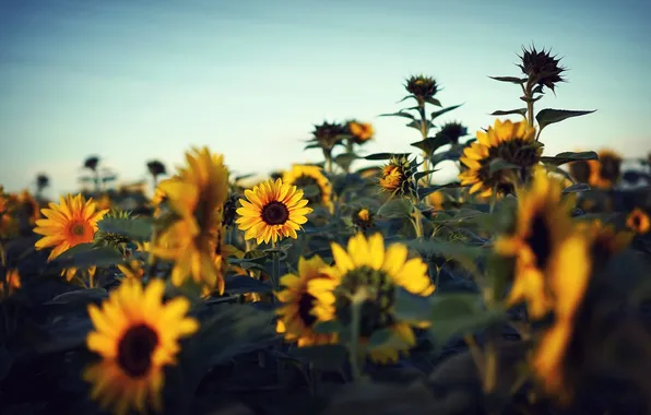 The sky, leaves, petals, sunflower, field of sunflowers