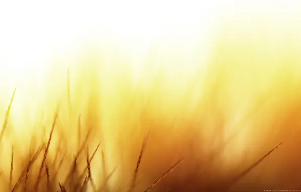 Light, orange, yellow, background, heat, Field, hot day in the field