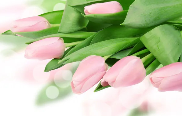 Leaves, glare, tulips, pale pink