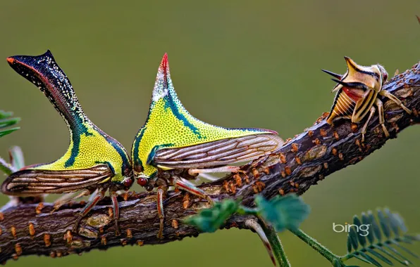 Picture wings, fight, branch, insect, exotic, hump