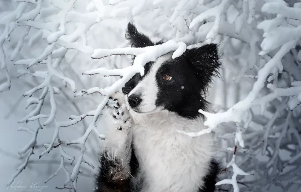 Picture winter, snow, branches, dog, The border collie, Ekaterina Kikot