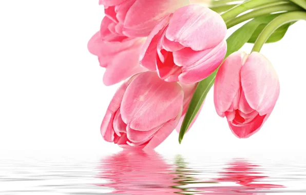 Picture flowers, reflection, pink, Tulip, pink, flowers, for you, holidays