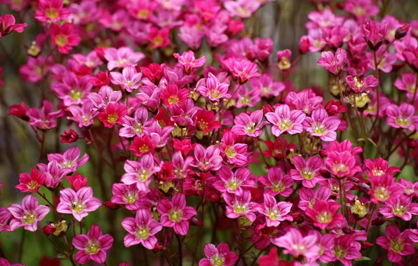 Pink, flowers, a lot, Saxifraga Arends