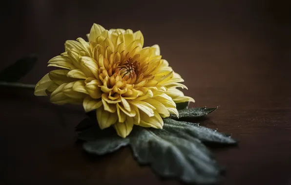 Picture macro, sheet, background, petals, chrysanthemum