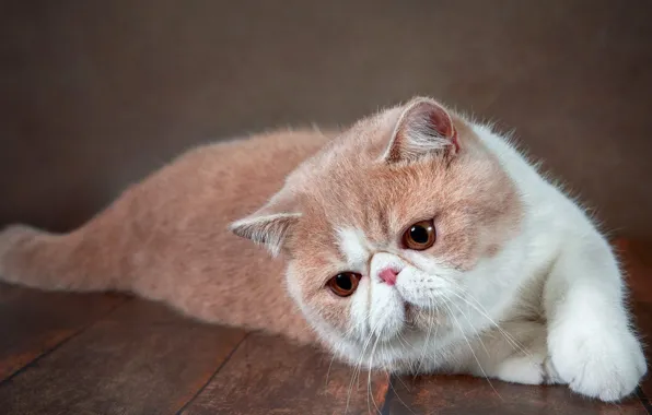 Cat, cat, pose, kitty, Board, flooring, floor, lies