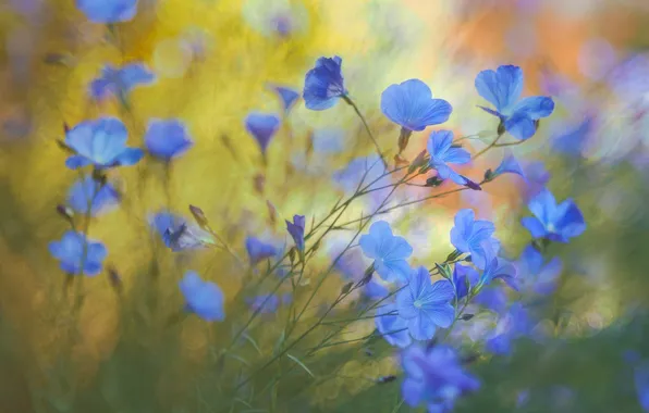 Blur, blue, len