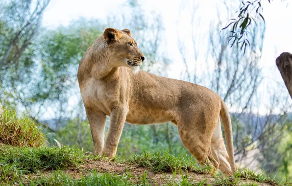 Picture grass, branches, nature, pose, lioness, wild cat