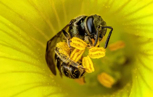 Flower, macro, yellow, pose, bee, pollen, stamens