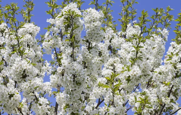 Picture the sky, flowers, branches, spring, flowering, plum