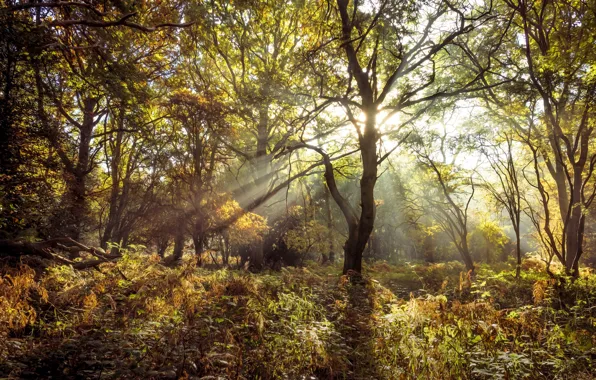 Picture autumn, forest, fern