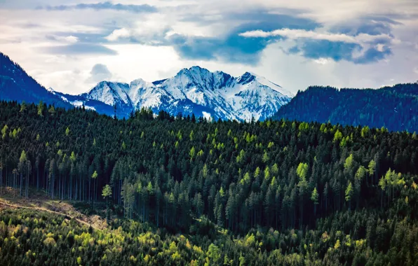 Picture forest, the sky, clouds, landscape, mountains, tops