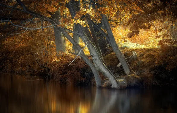 Picture autumn, trees, river