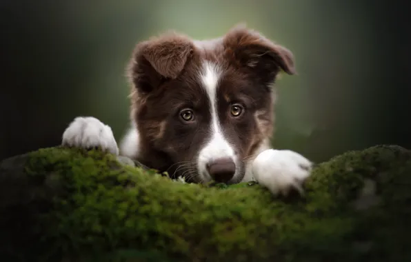 Look, each, dog