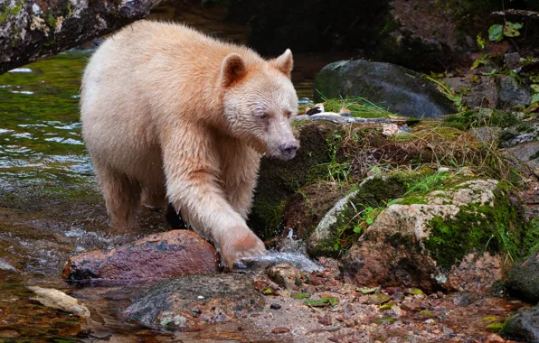 Picture spirit-bear, Kermode bear, subspecies, f British Columbia