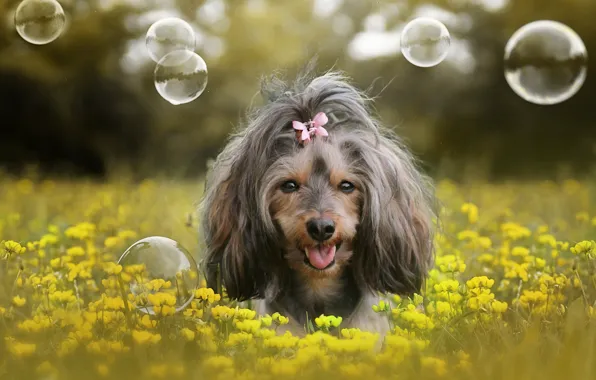 Language, look, flowers, nature, glade, portrait, dog, yellow