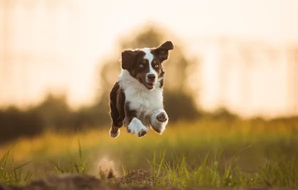 Picture mood, dog, running, flight, Australian shepherd, Aussie