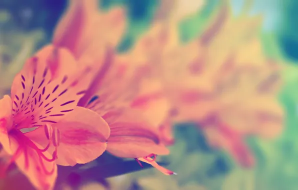 Picture flower, leaves, macro, pistil