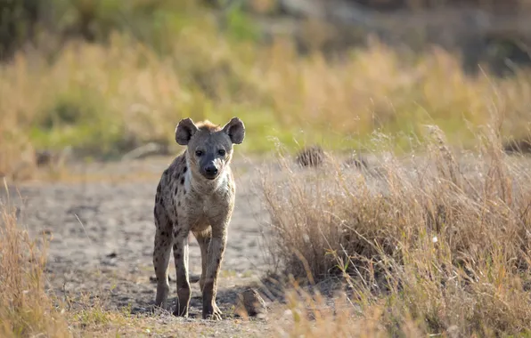 Face, predator, hyena