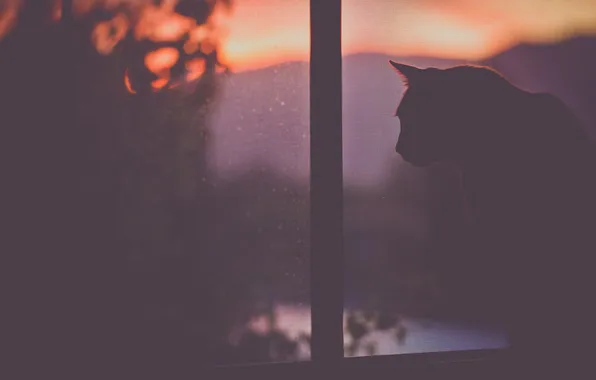 Picture cat, cat, window, sitting