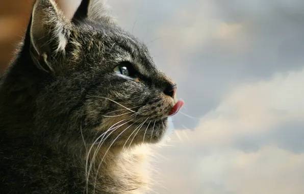 Language, cat, background