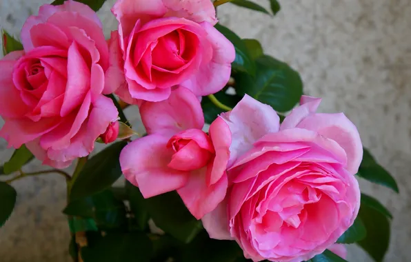 Flower, roses, blooming