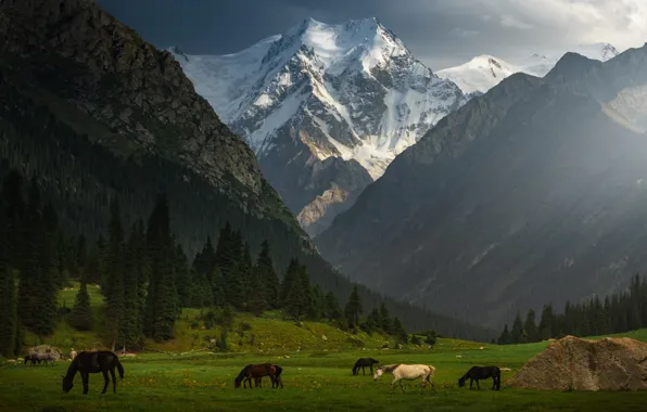 Picture forest, mountains, horse, meadows