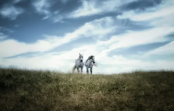 Picture field, the sky, horse