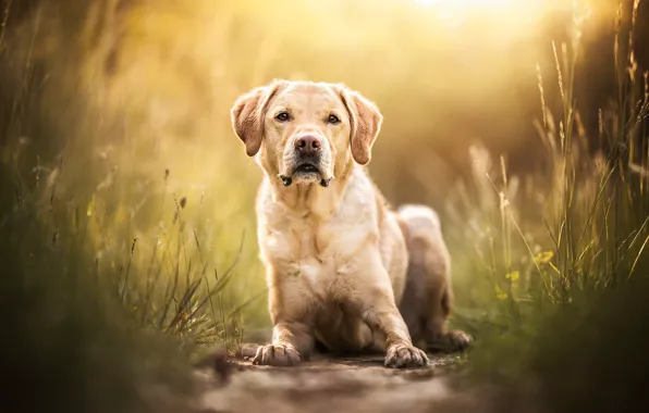 Grass, look, face, dog, Labrador Retriever