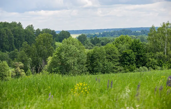Field, forest, summer, trees, June, 2022, summer landscape, Smolensk oblast