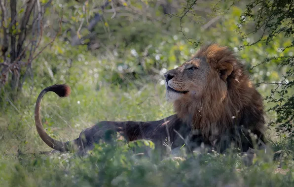 Picture grass, branches, pose, Leo, lies