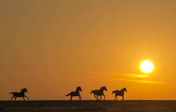 Field, sunset, horse, silhouette, running