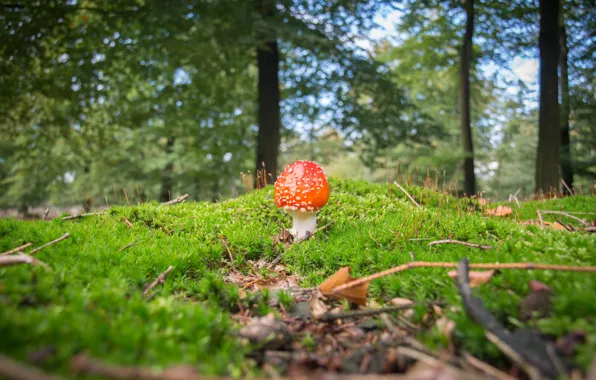 Picture forest, moss, mushroom, bokeh