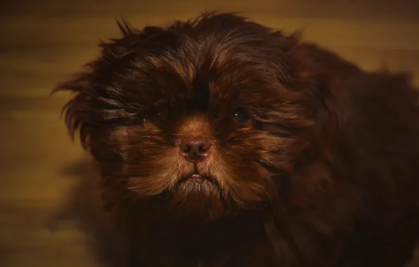 Look, dog, wool