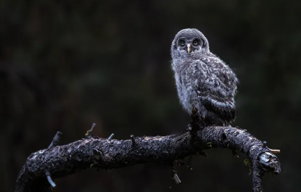 Look, nature, the dark background, owl, bird, branch, chick, owlet