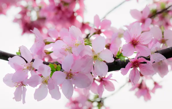 Light, flowers, branches, spring, petals, white background, pink, Apple