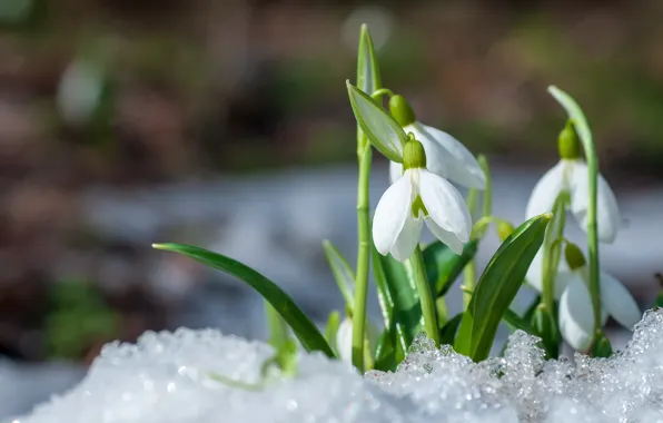 Ice, snow, flowers, spring, snowdrops, white, bokeh