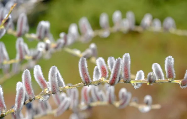 Branches, nature, spring, fluffy, flowering, kidney, a lot, Verba