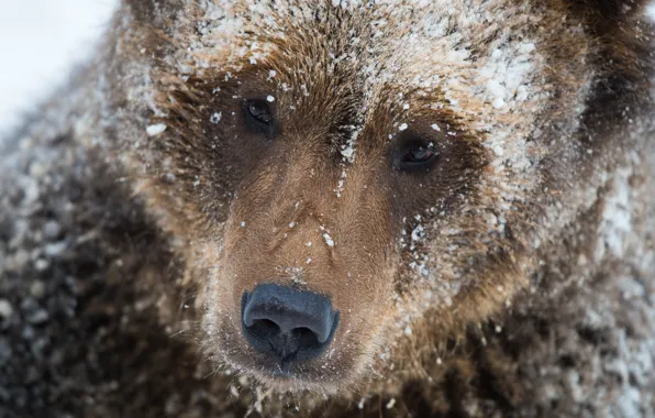 Winter, face, snow, close-up, nature, bear