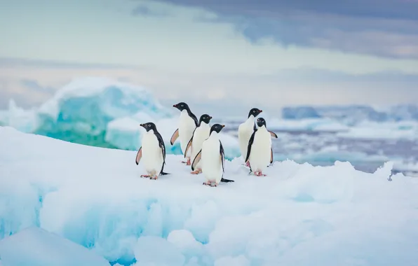 Picture animals, birds, cod, penguins, in Antarctica, Adélie