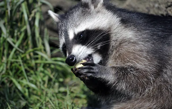 Face, raccoon, eating