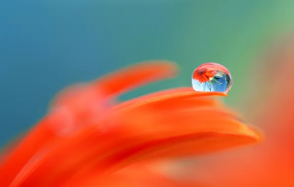 Flower, reflection, drop, petals, gerbera