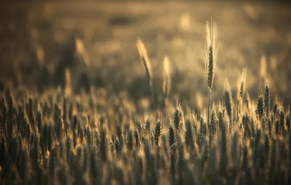 Field, summer, nature, Wallpaper, the evening, spikelets