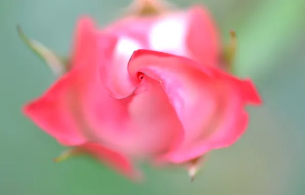 Macro, roses, petals, buds