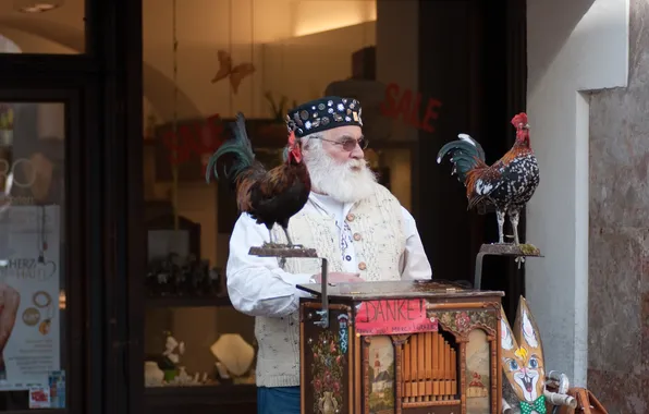 Grandpa, beard, cocks