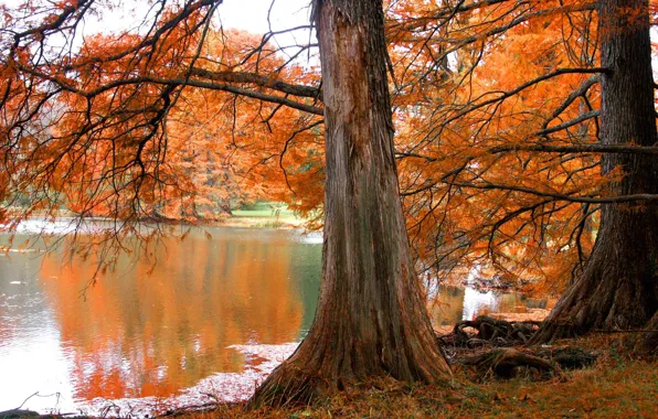 Autumn, lake, Tree