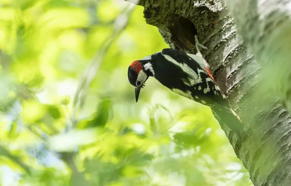 Tree, bird, foliage, woodpecker