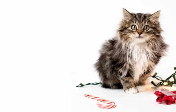 Picture cat, look, new year, Christmas, white background, staff, kitty, garland
