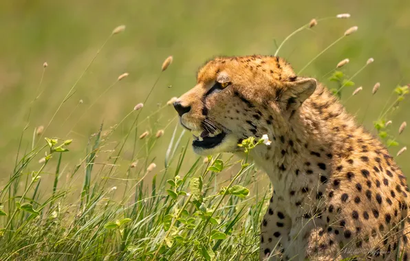 Leopard, africa, feline